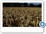 IMGP8771 Barley Corn